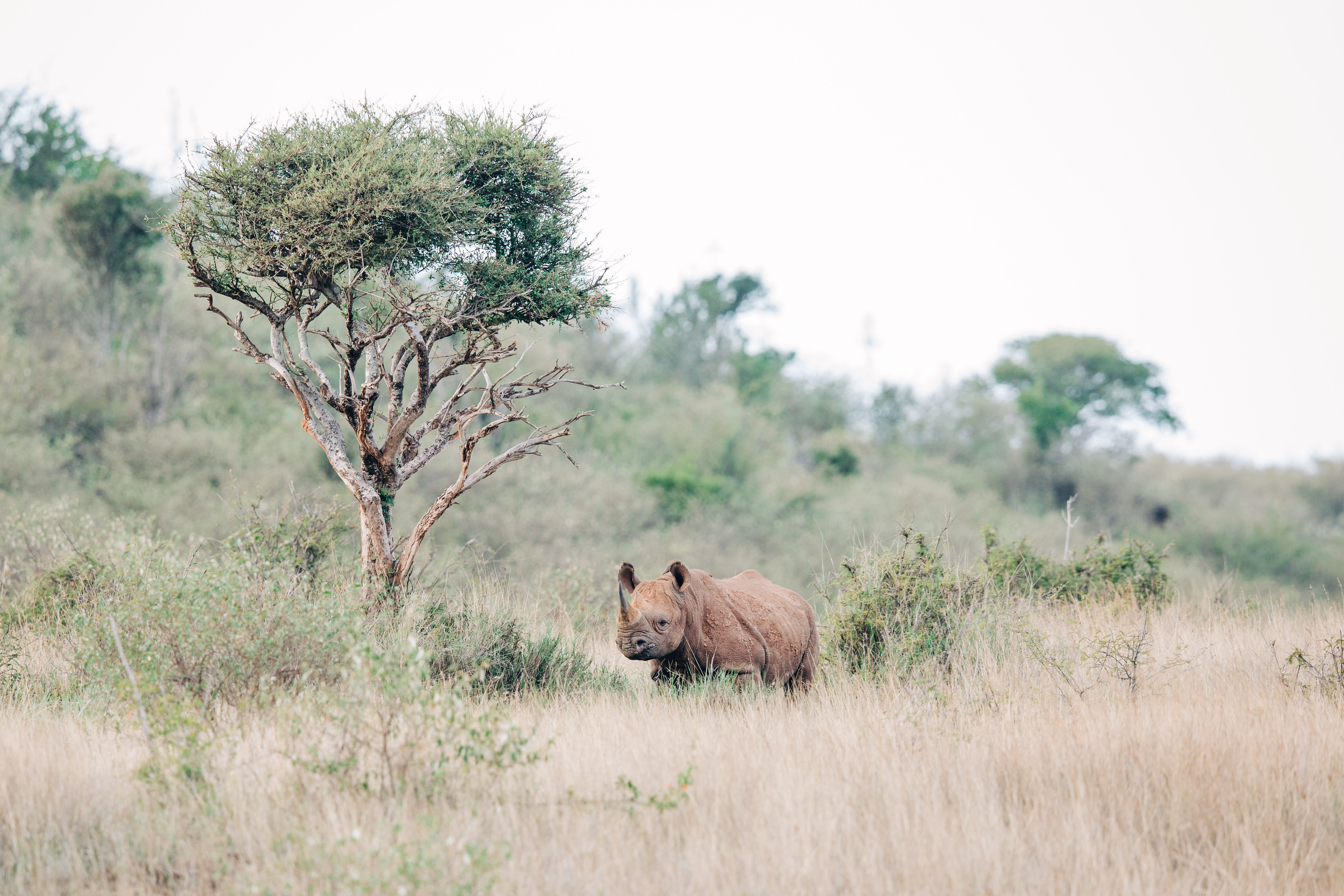 Inside Loisaba, the Kenyan Conservancy Rewilding Rhinos Through Conscious Leadership