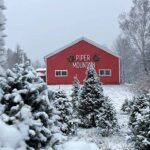 Piper Mountain Christmas Tree Farm on a snowy day showing how do christmas tree farms work