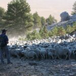 mountain meadow wool ben hostetler overlooking sheep