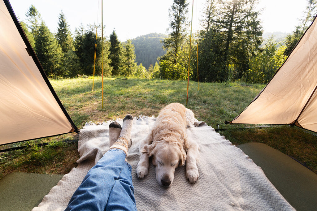 person sitting in tent with their dog in the outdoors