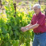 Jean-Pierre Wolff at his vineyard exemplifying midlife career change options