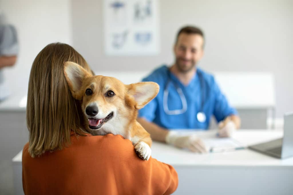 corgi dog looking to the camera while being held by his owner at the vet clinic