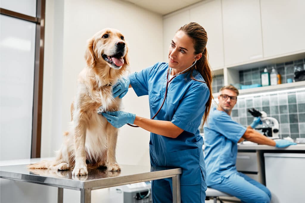 Veterinarians doctors conduct a routine examination of a dog listening to the heart with a stethoscope on a table in a modern office of a veterinary clinic