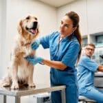 Veterinarians doctors conduct a routine examination of a dog listening to the heart with a stethoscope on a table in a modern office of a veterinary clinic