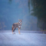 A coyote standing on the road in early morning fog