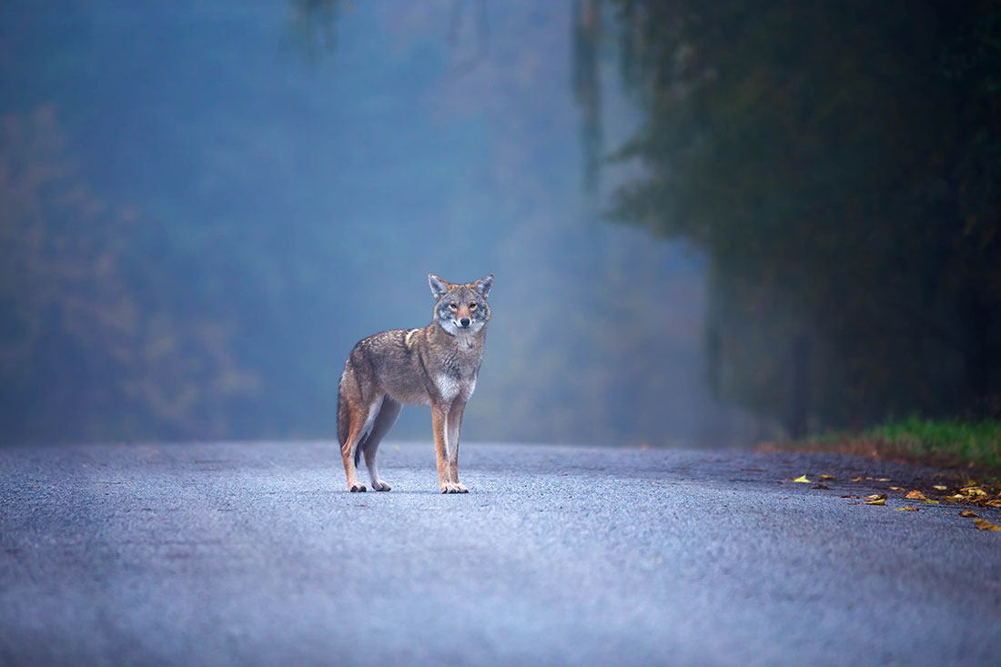 A coyote standing on the road in early morning fog